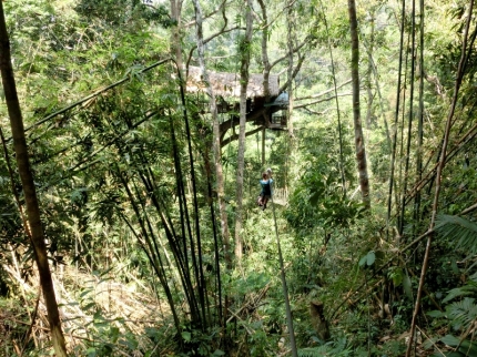 gibbon (16)